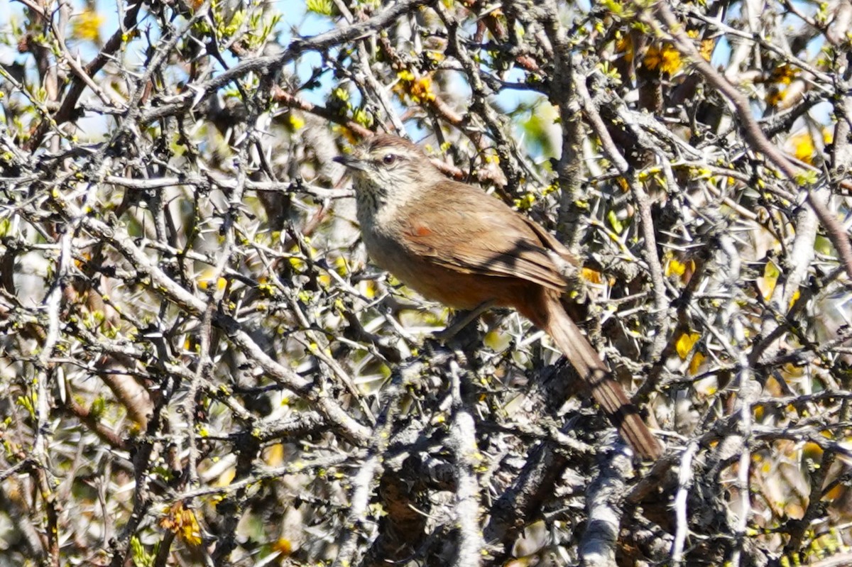 Dusky-tailed Canastero - ML646640341