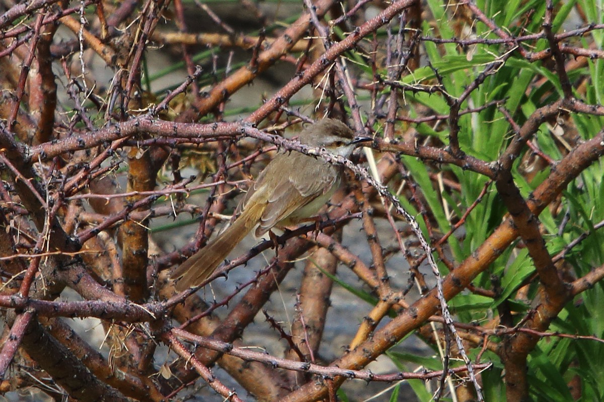 svartbrystprinia - ML646640342