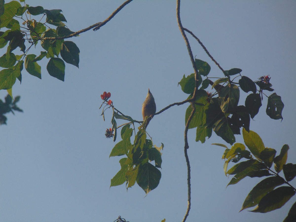 Malabar Starling - ML646640343