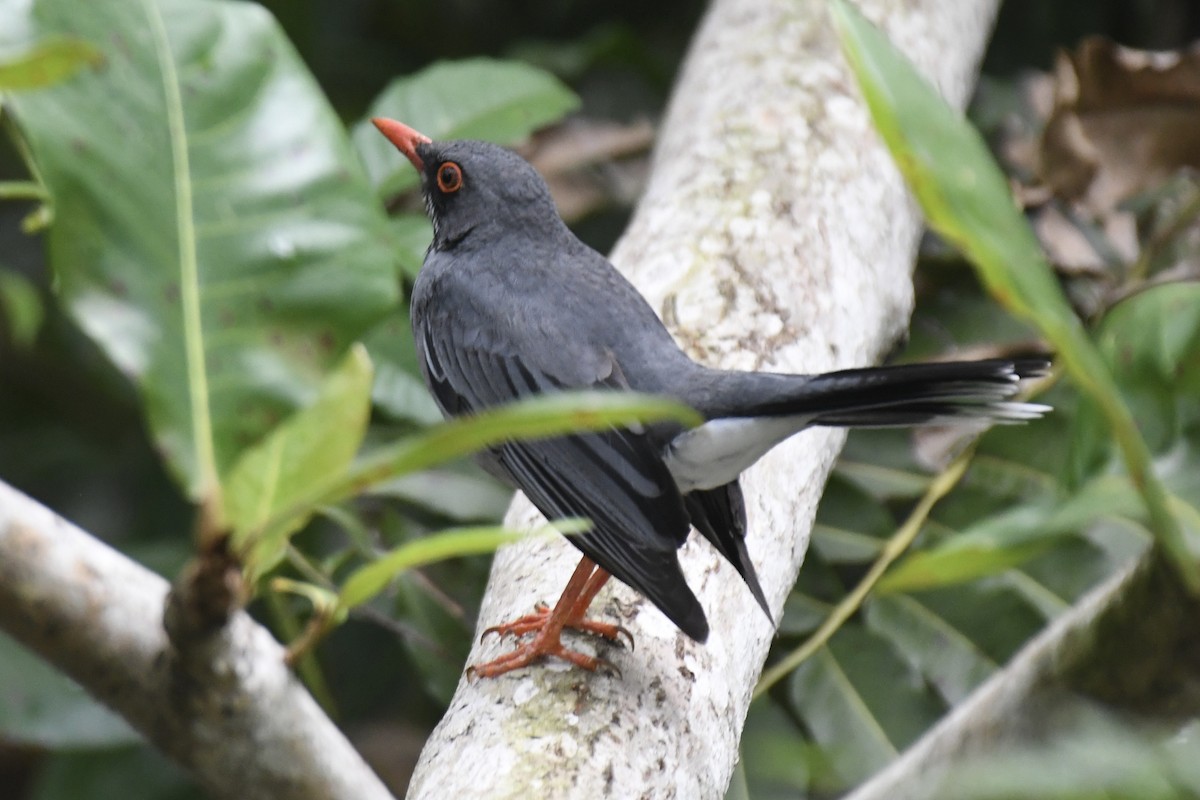 Zorzal Patirrojo Oriental - ML646640344