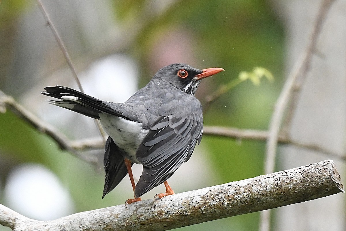 Zorzal Patirrojo Oriental - ML646640345