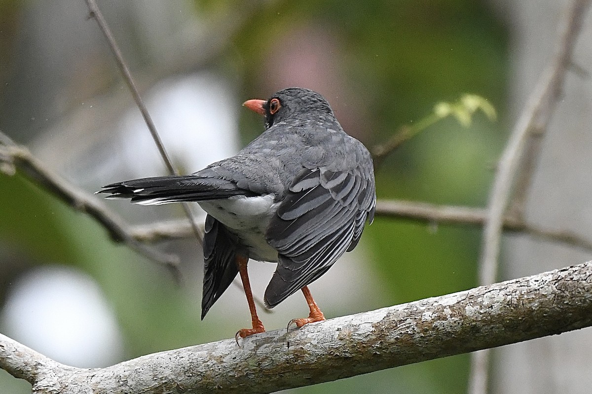 Zorzal Patirrojo Oriental - ML646640346