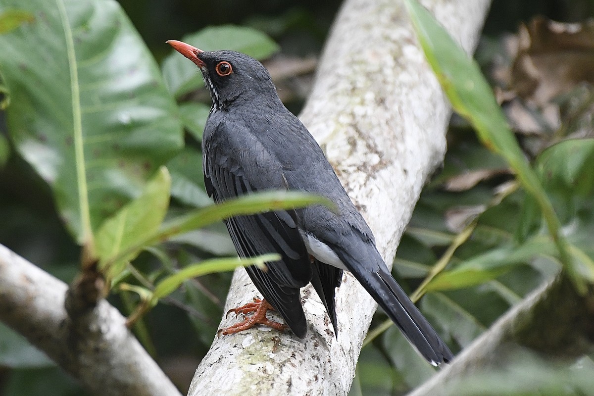 Zorzal Patirrojo Oriental - ML646640347