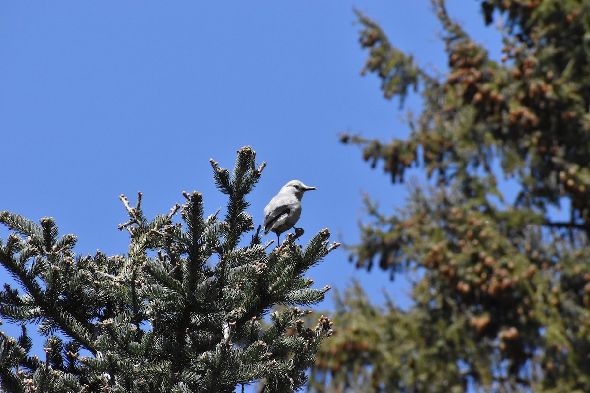Clark's Nutcracker - ML646640348