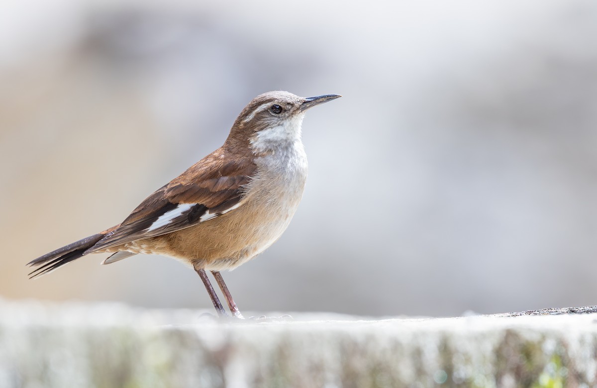 ハジロカワカマドドリ - ML646640349