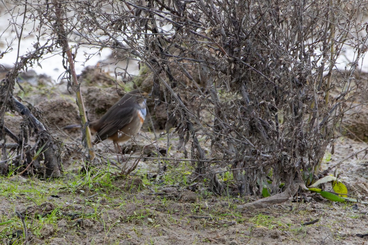 Bluethroat - ML646640350