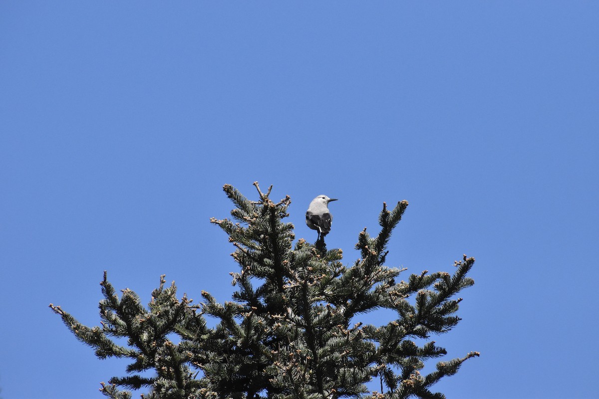 Clark's Nutcracker - ML646640351