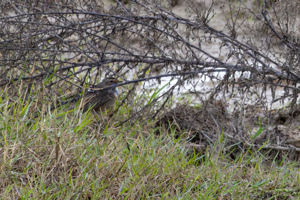 Bluethroat - ML646640352