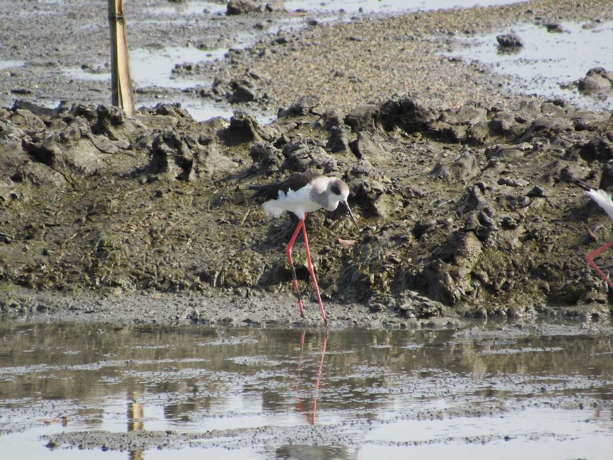 Cigüeñuela Común - ML646640354