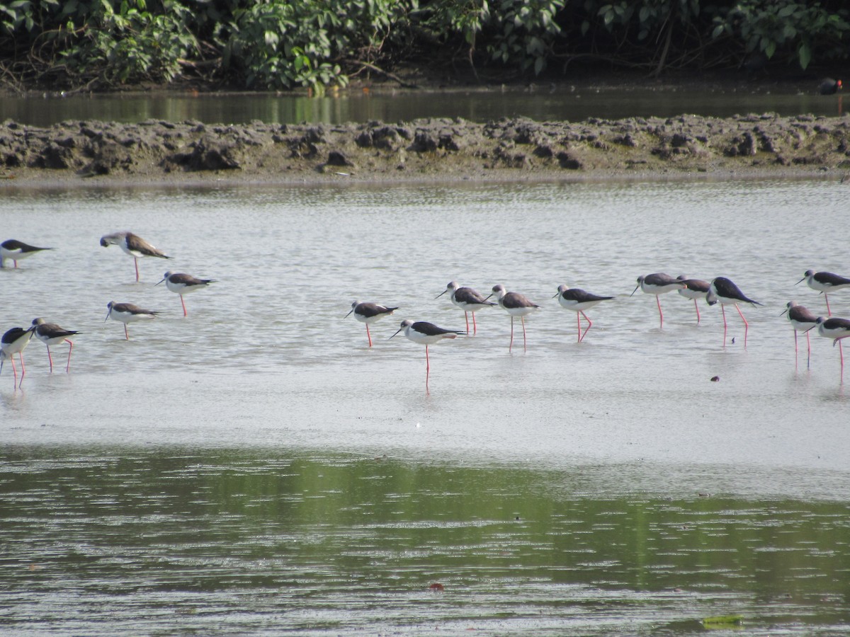 Cigüeñuela Común - ML646640355