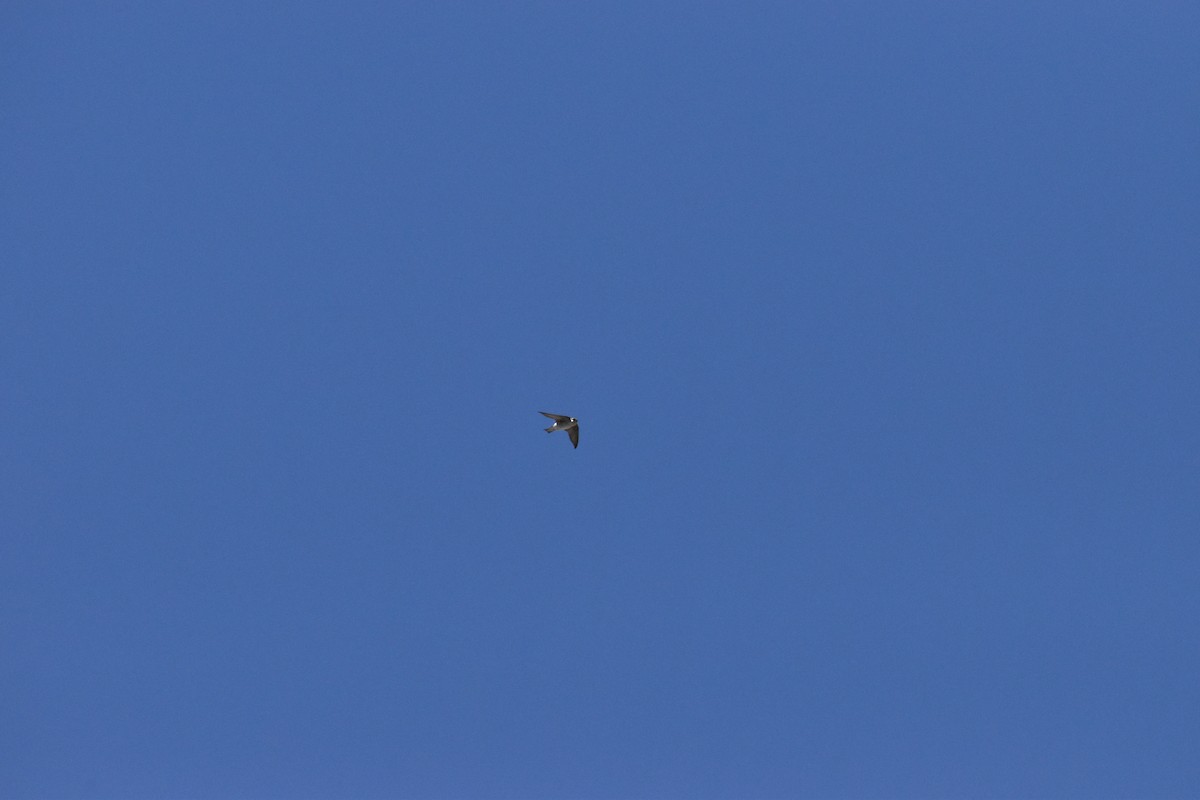 Violet-green Swallow - ML646640356