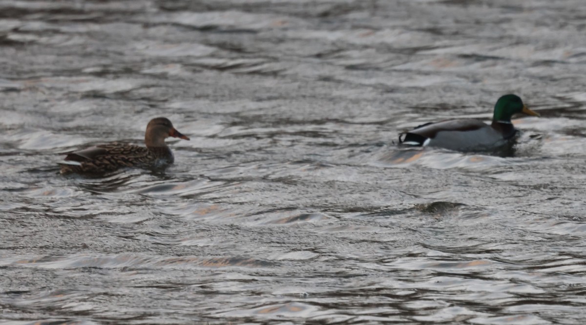 Ánade Azulón - ML646640357