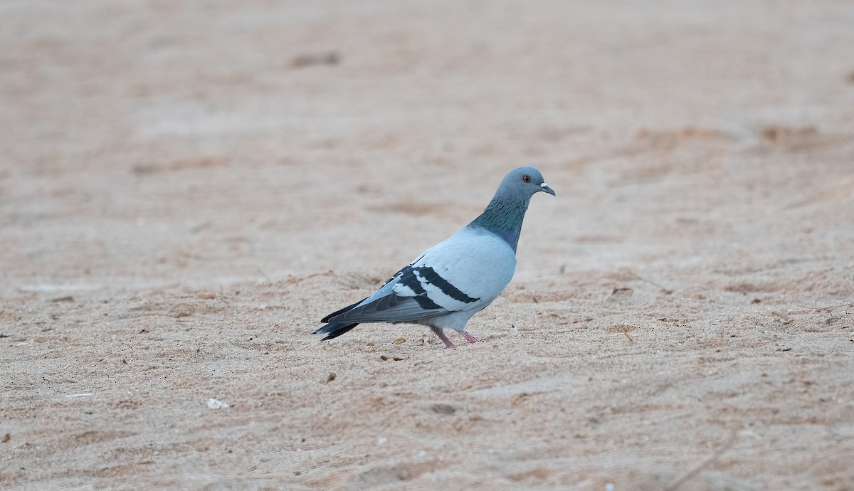 Paloma Bravía (variedad doméstica) - ML646640358