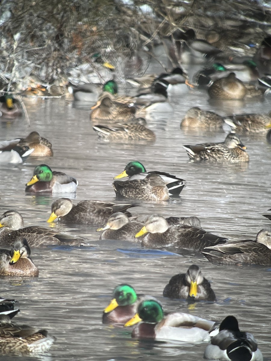 ברכיה - ML646640359
