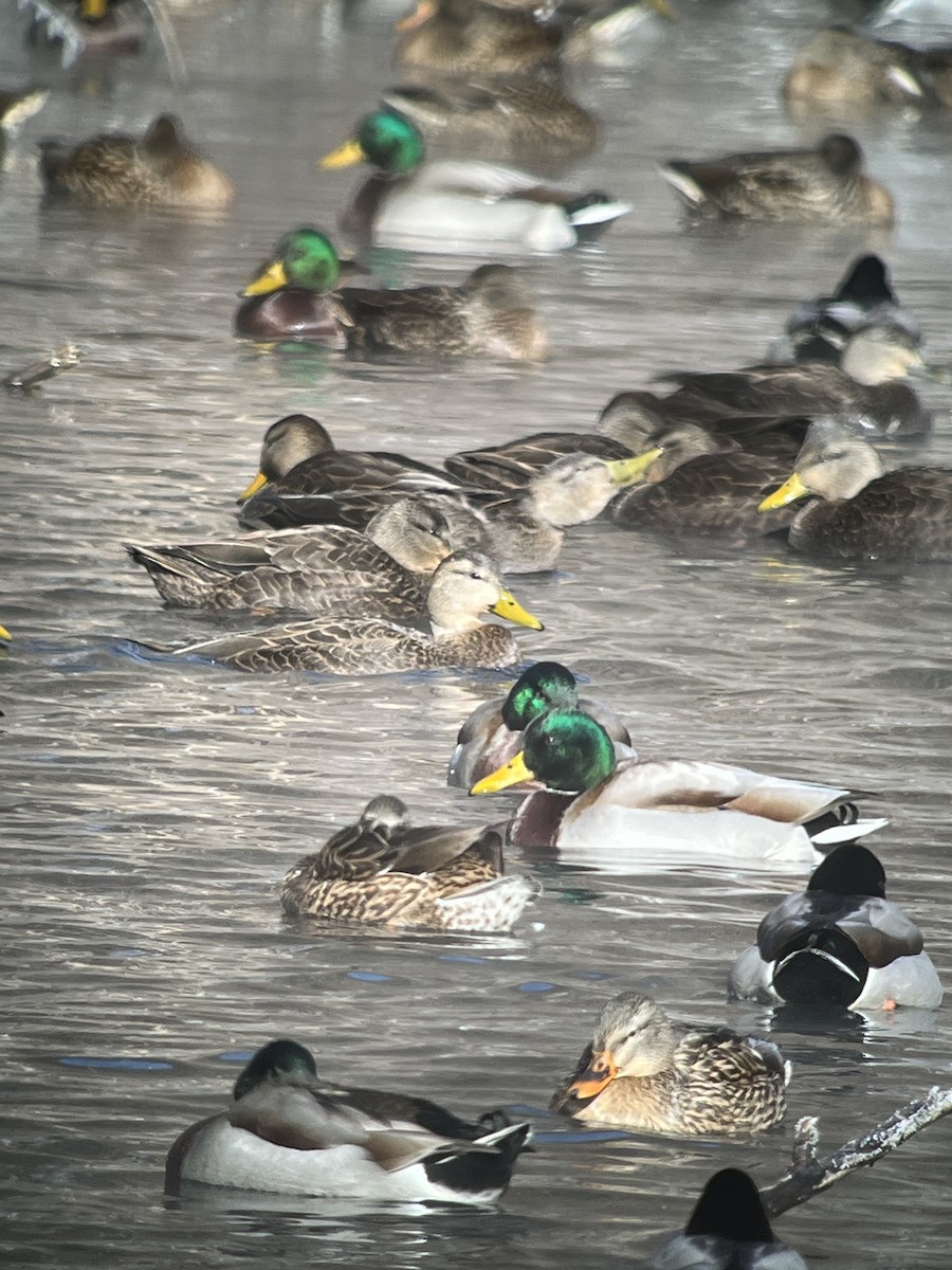 ברכיה - ML646640360