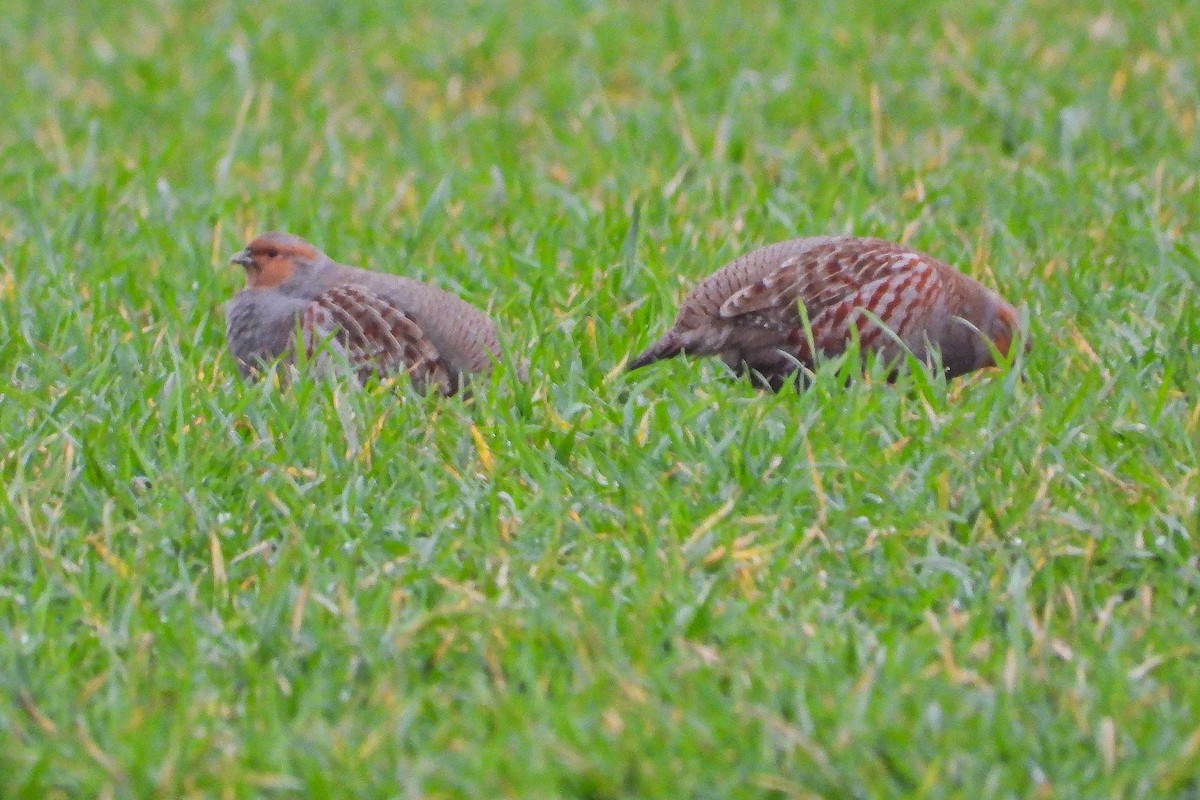 Perdiz Pardilla - ML646640361