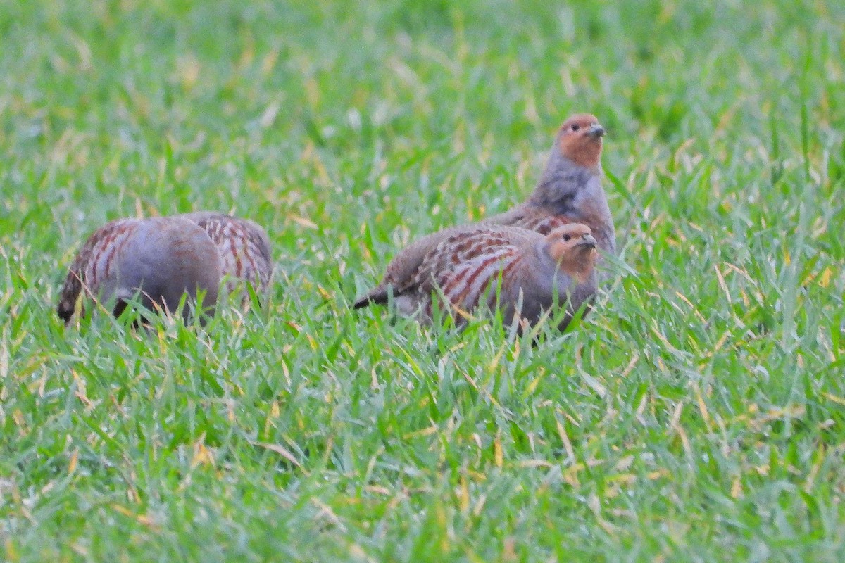 Perdiz Pardilla - ML646640362