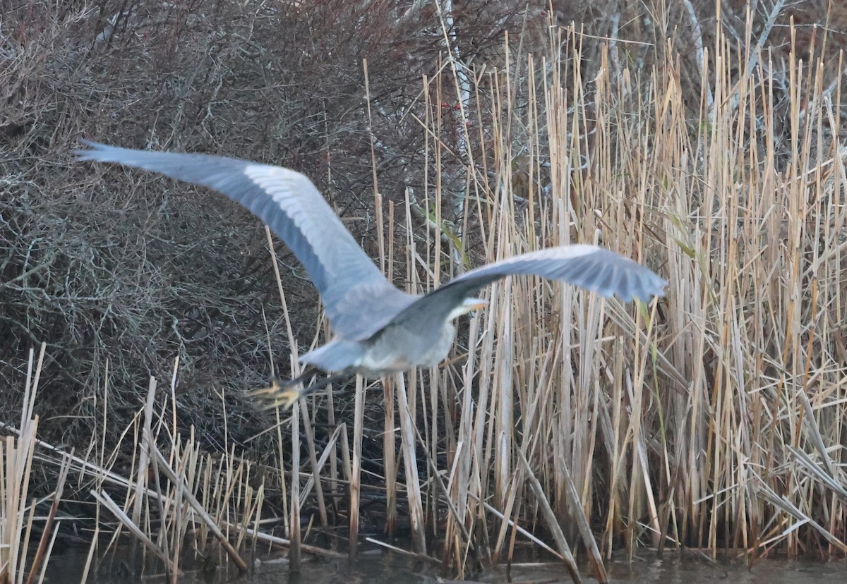 Garza Azulada - ML646640371