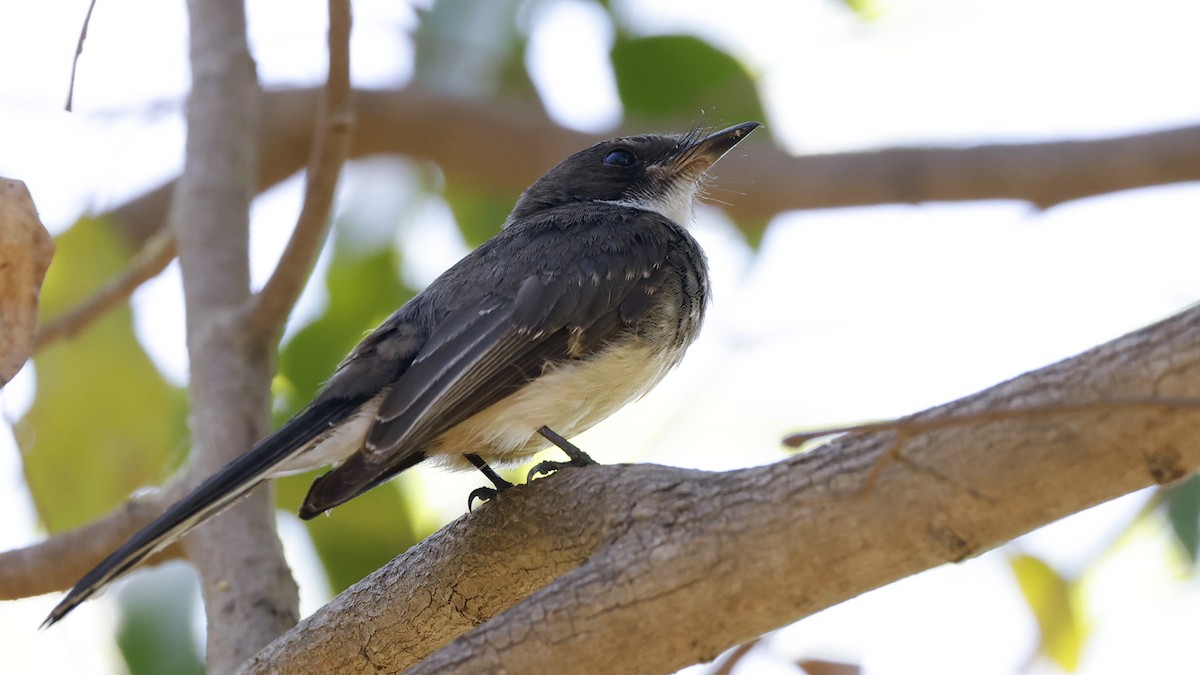 Abanico Norteño - ML646640372