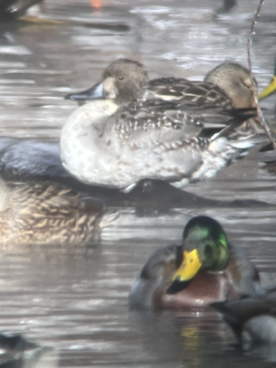 ברווז חד-זנב - ML646640376