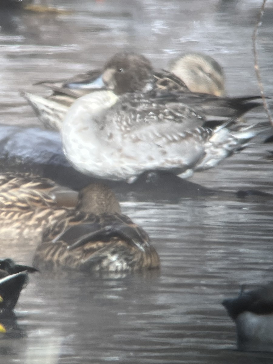 ברווז חד-זנב - ML646640377