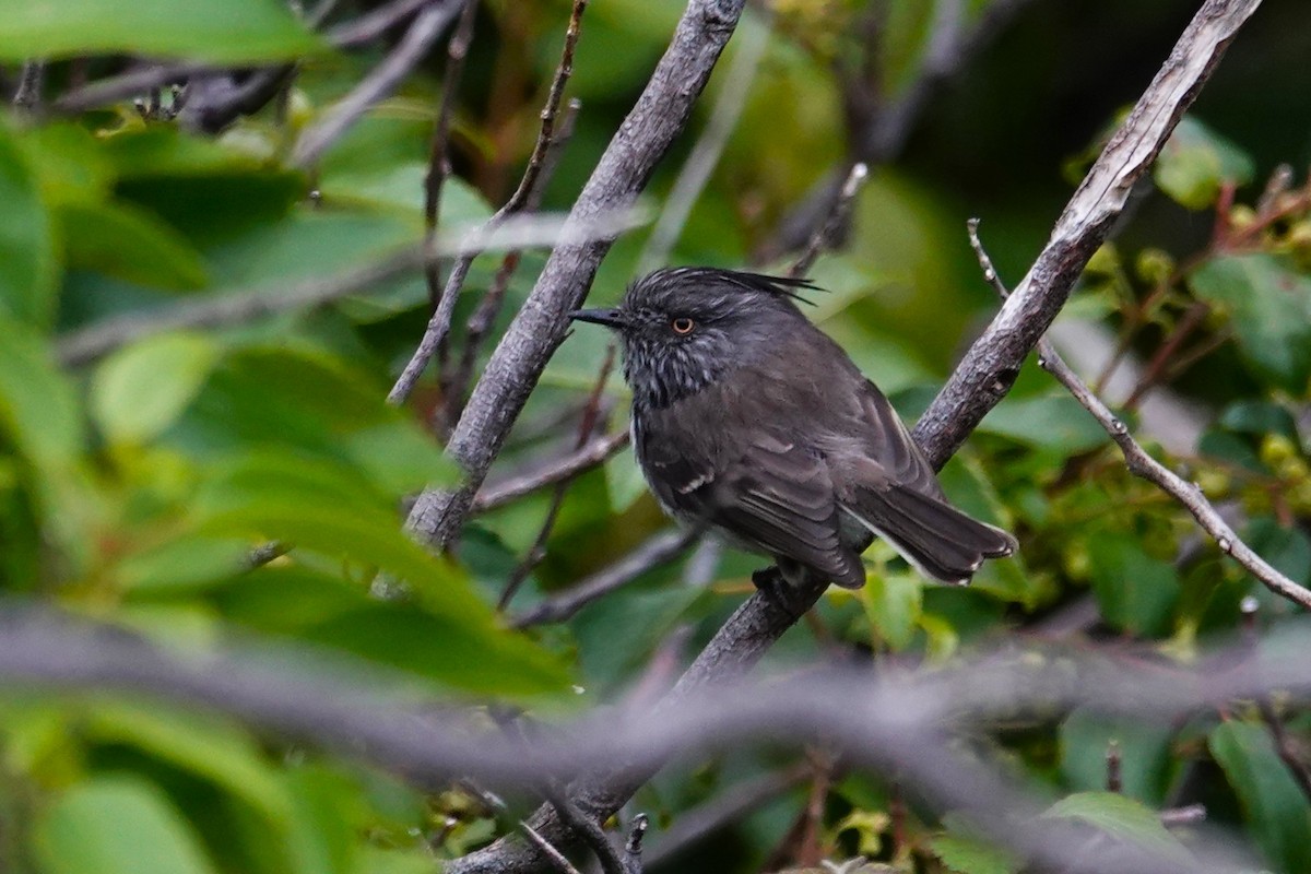 Cachudito de las Juan Fernández - ML646640378