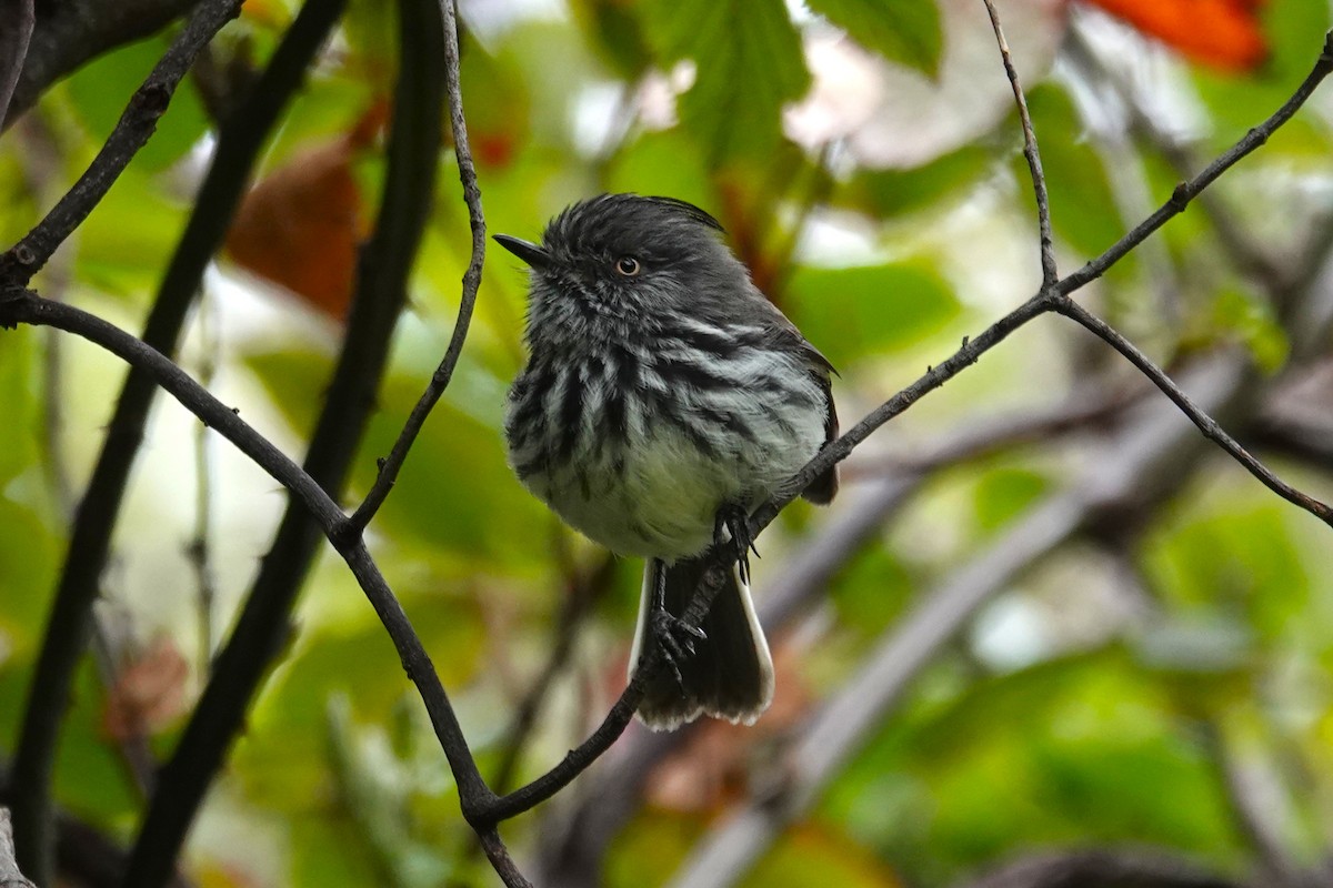 Cachudito de las Juan Fernández - ML646640379
