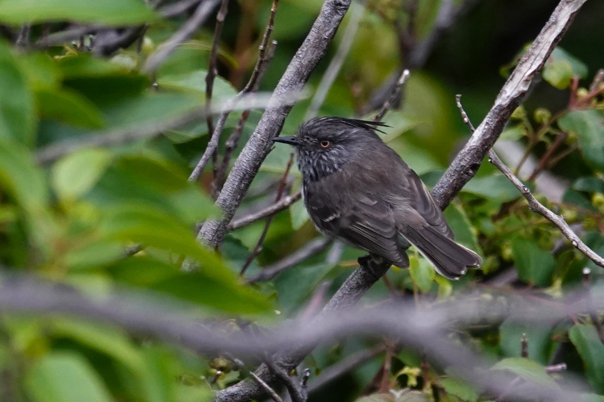 Cachudito de las Juan Fernández - ML646640380