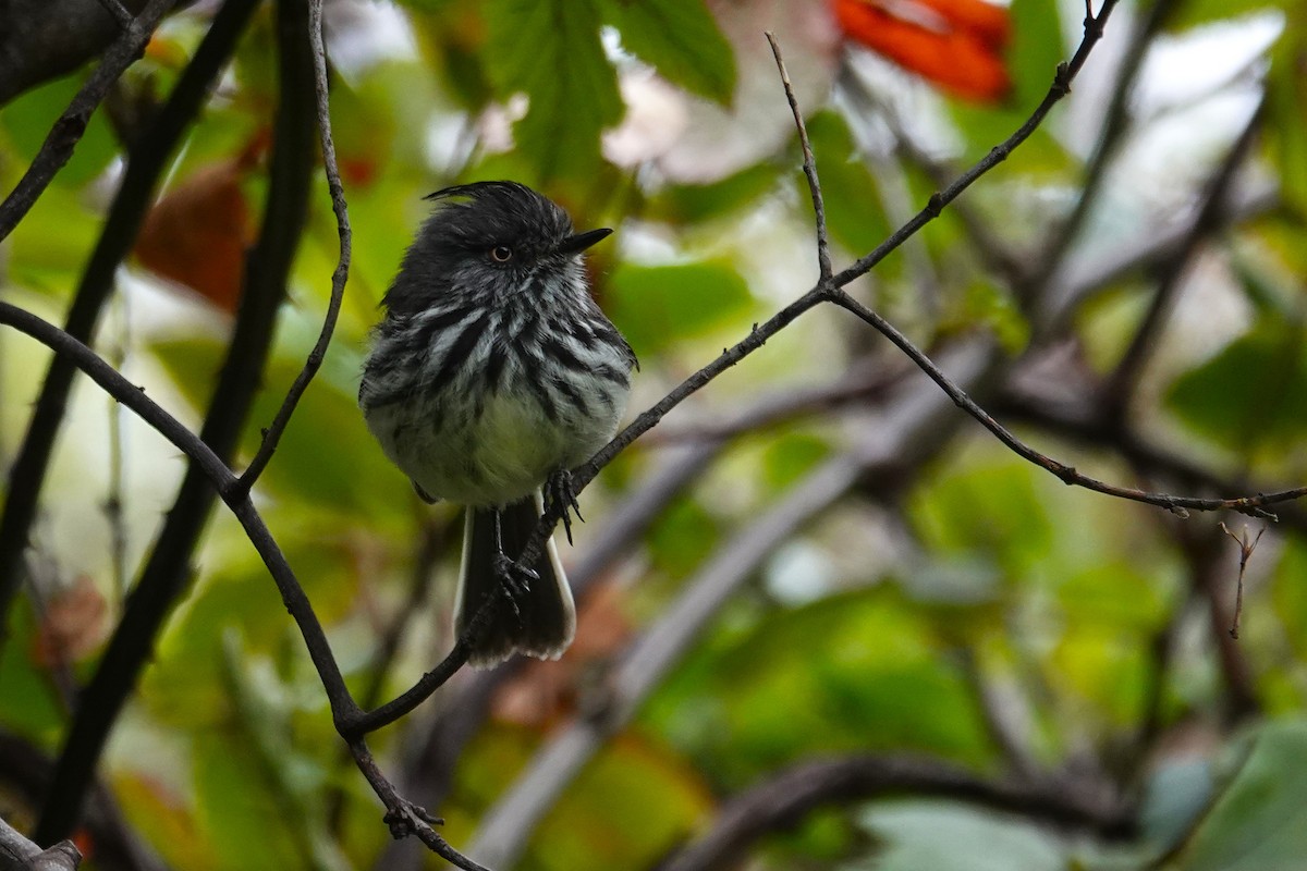 Cachudito de las Juan Fernández - ML646640382