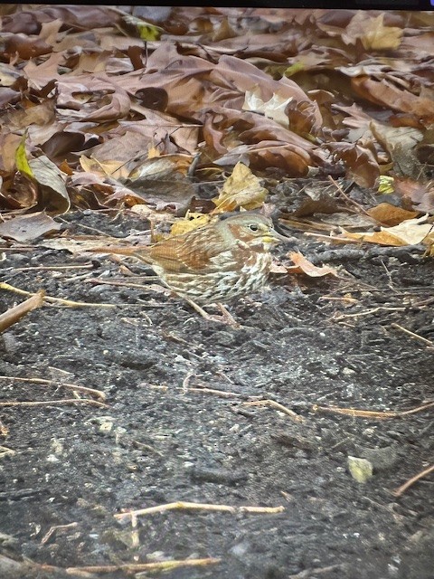 Chingolo Zorruno - ML646640384