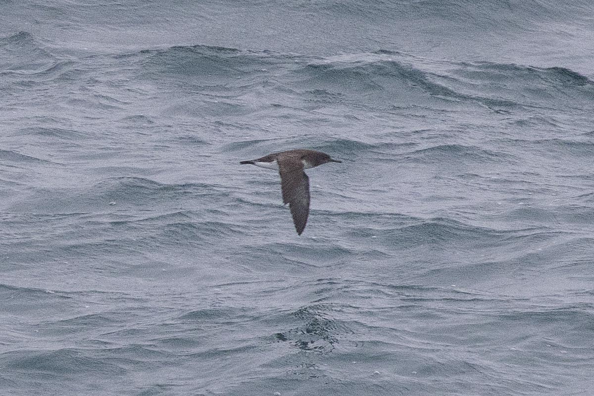 Pardela Gavia - ML646640385