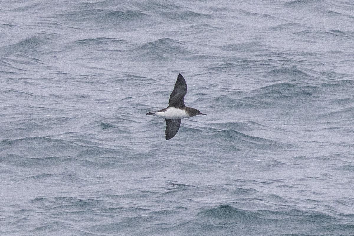 Pardela Gavia - ML646640386