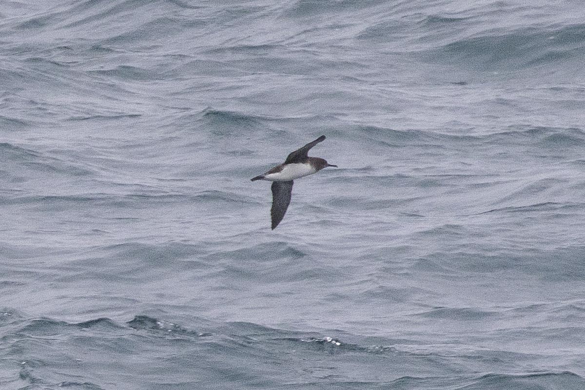 Pardela Gavia - ML646640387