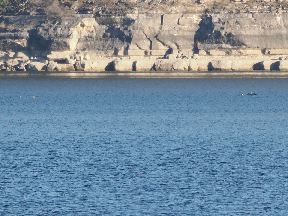 Common Loon - ML646640388