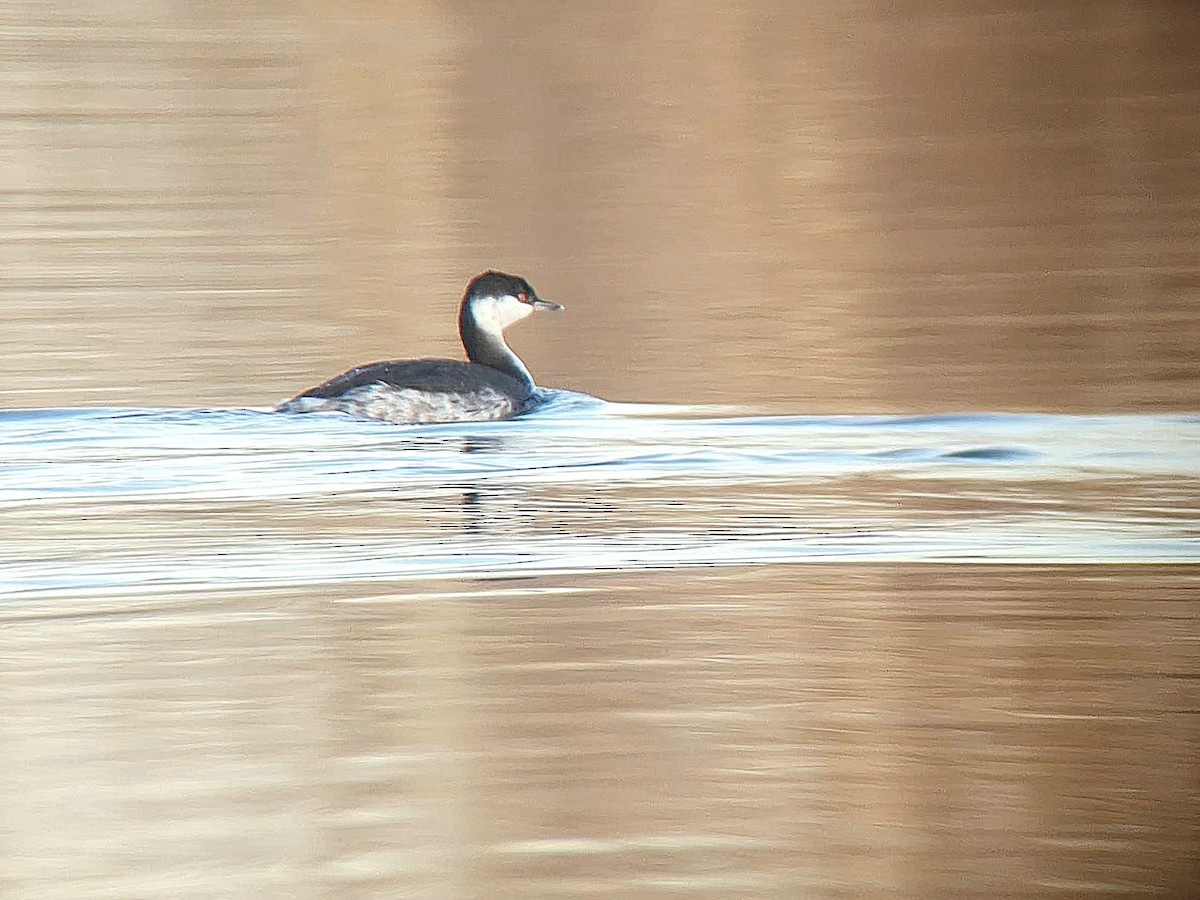 Zampullín Cuellirrojo - ML646640389