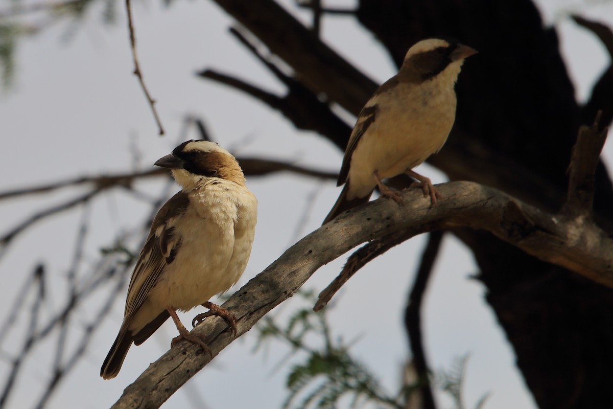 Tejedor Gorrión Cejiblanco - ML646640390