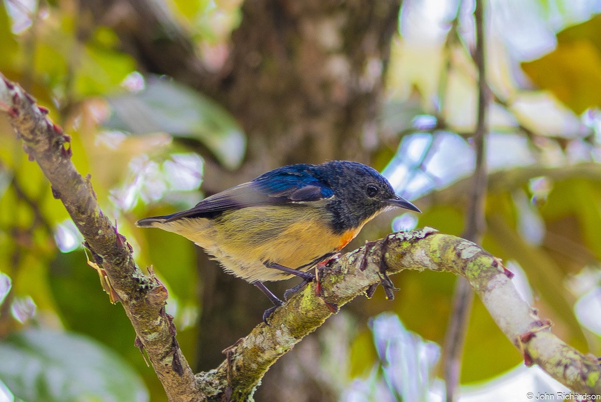 Fire-breasted Flowerpecker - ML646640392