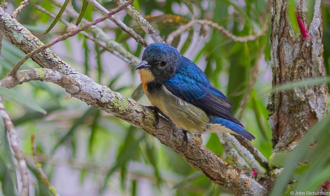 Fire-breasted Flowerpecker - ML646640393