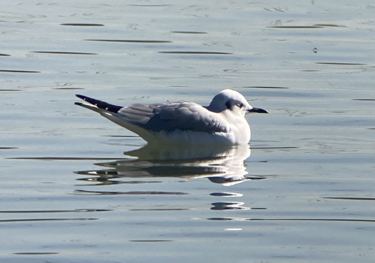 ボナパルトカモメ - ML646640395