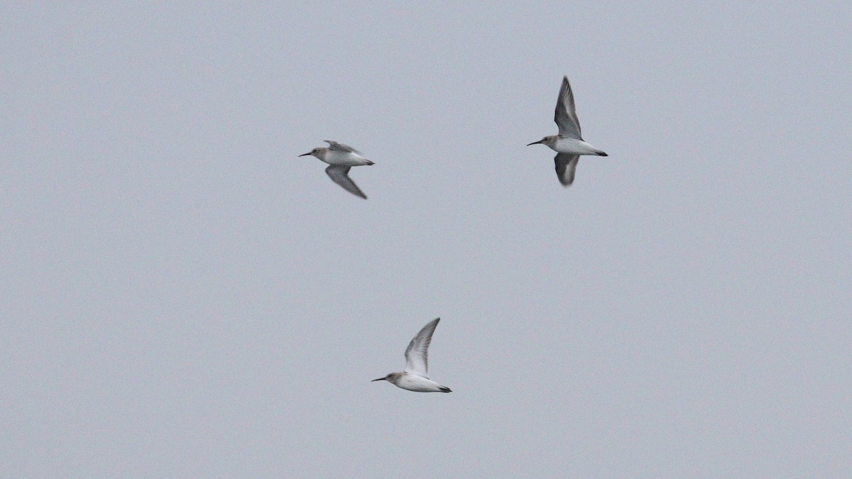 Bécasseau variable - ML646640396