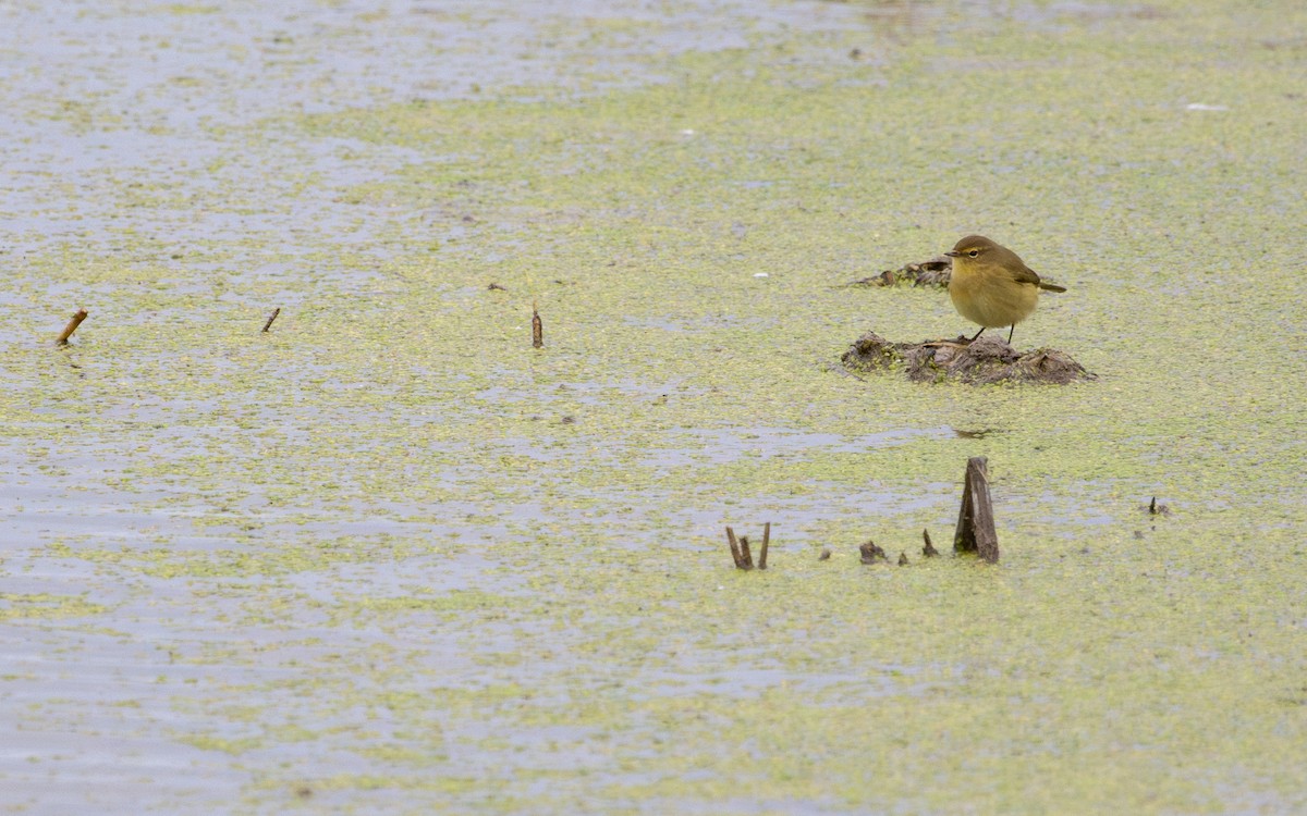 Common Chiffchaff - ML646640399