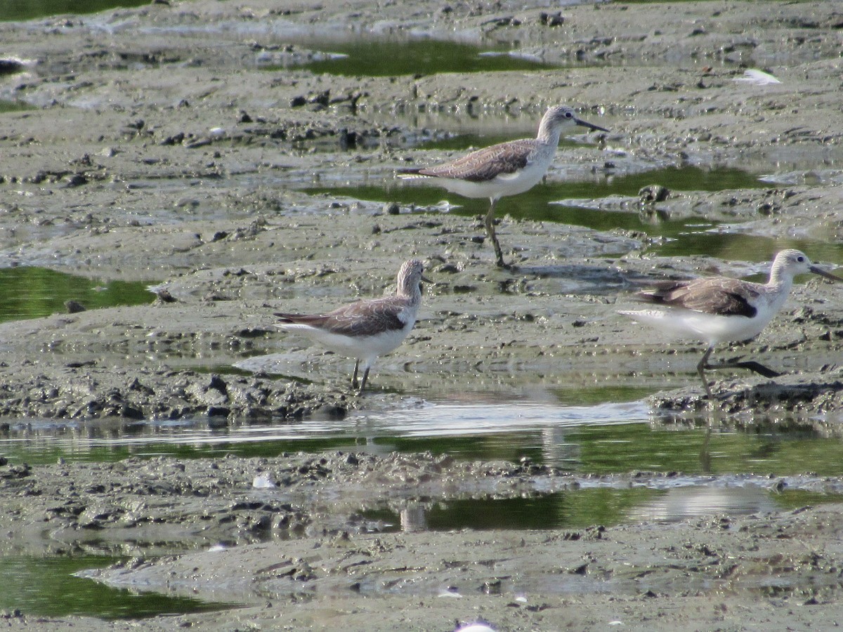 Grünschenkel - ML646640402