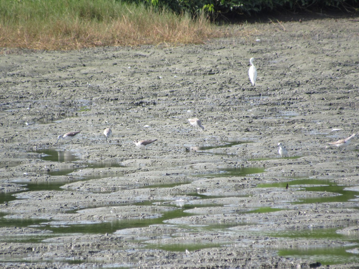 Grünschenkel - ML646640403