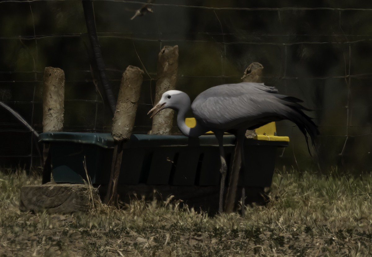 Paradieskranich - ML646640405