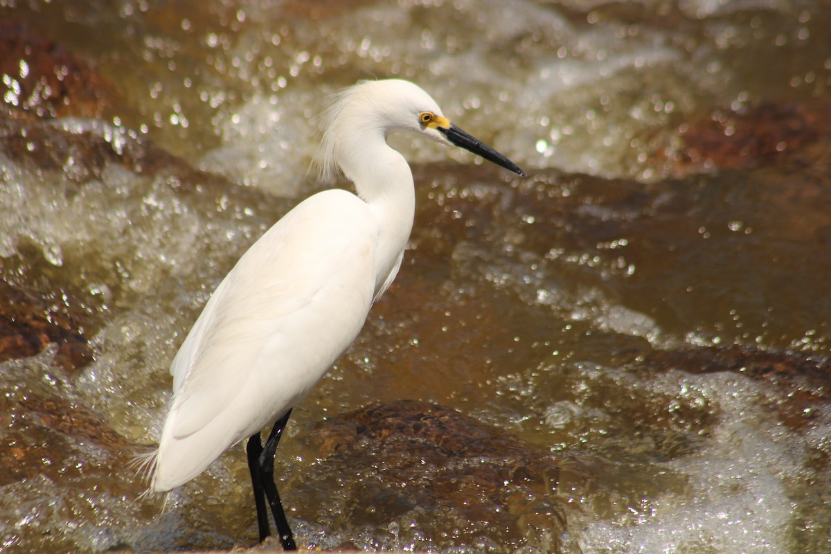 Snowy Egret - ML646640406