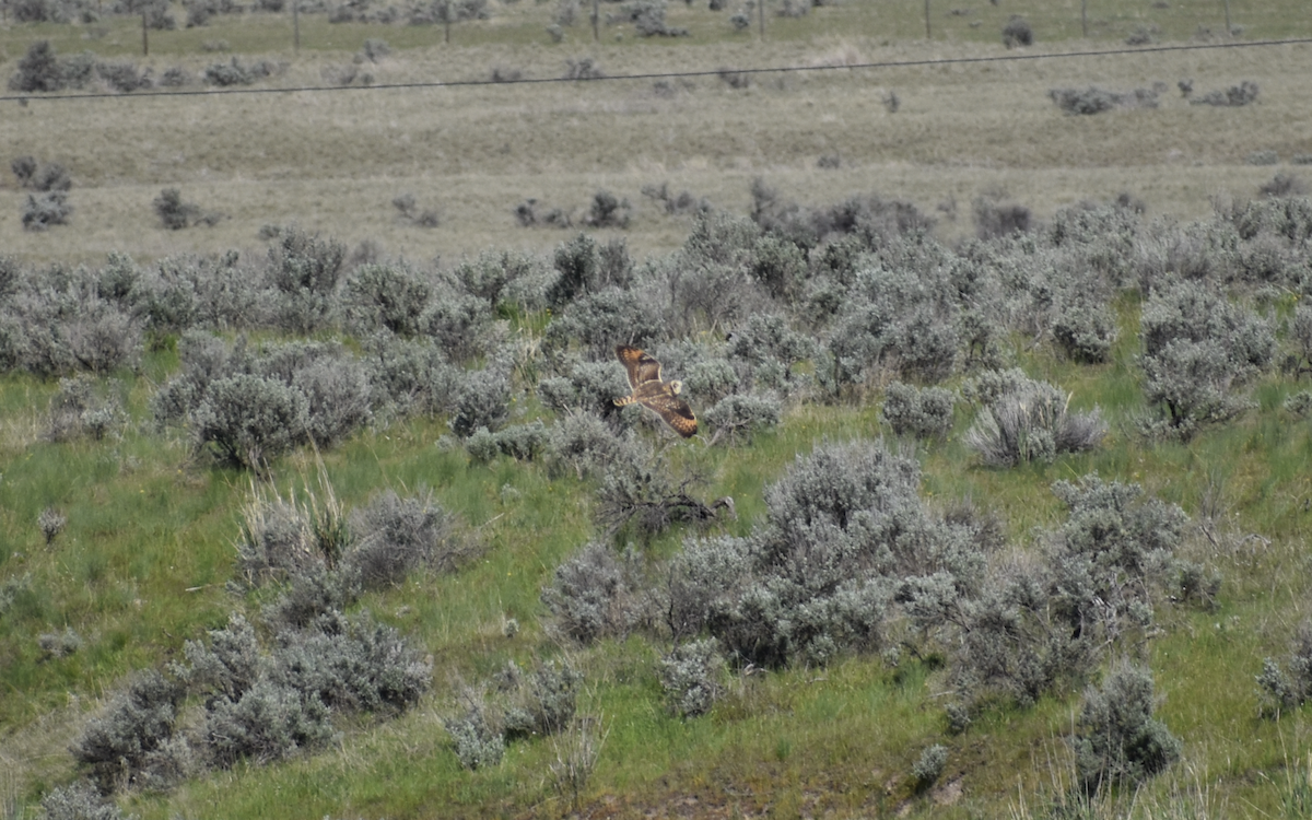 Short-eared Owl - ML646640407