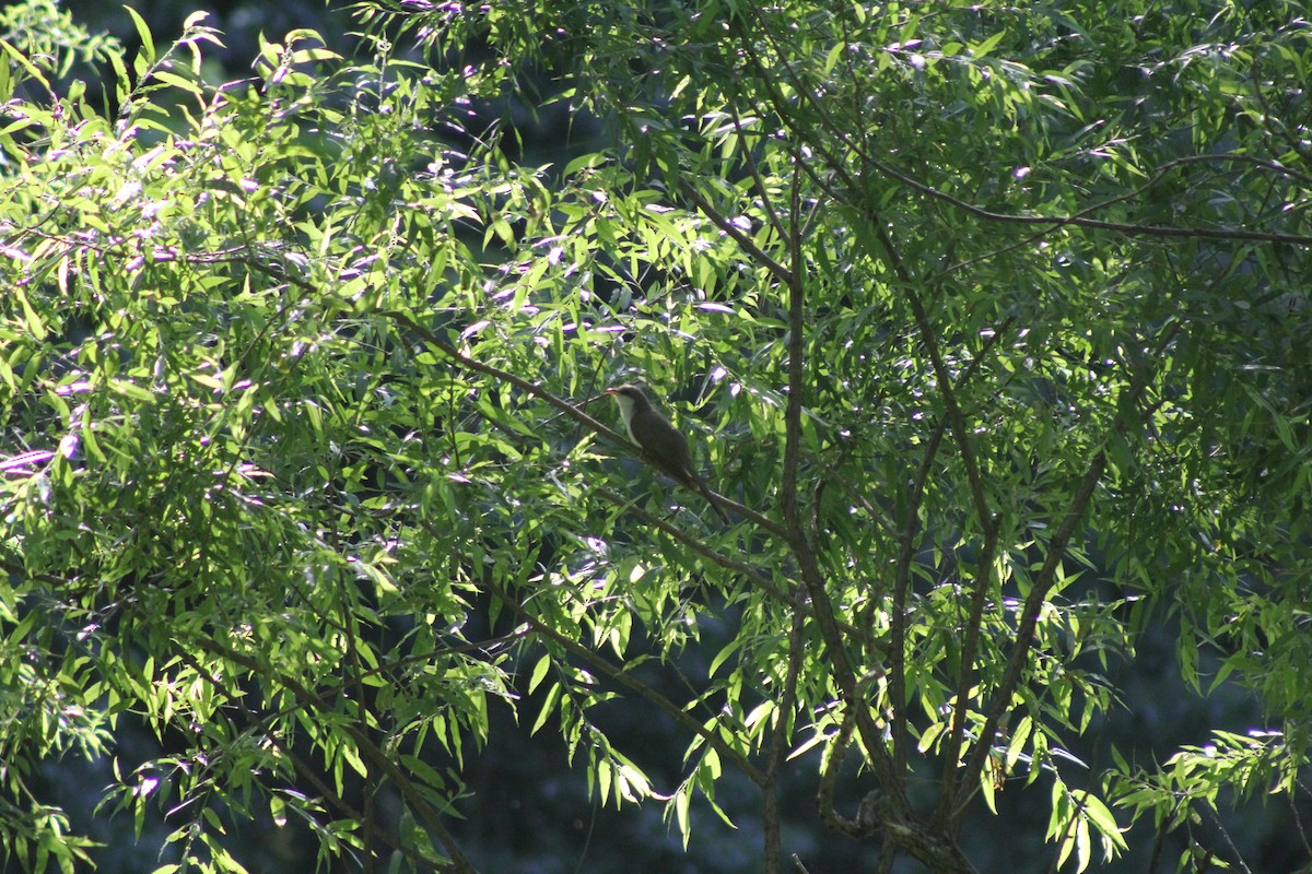 Yellow-billed Cuckoo - ML646640408