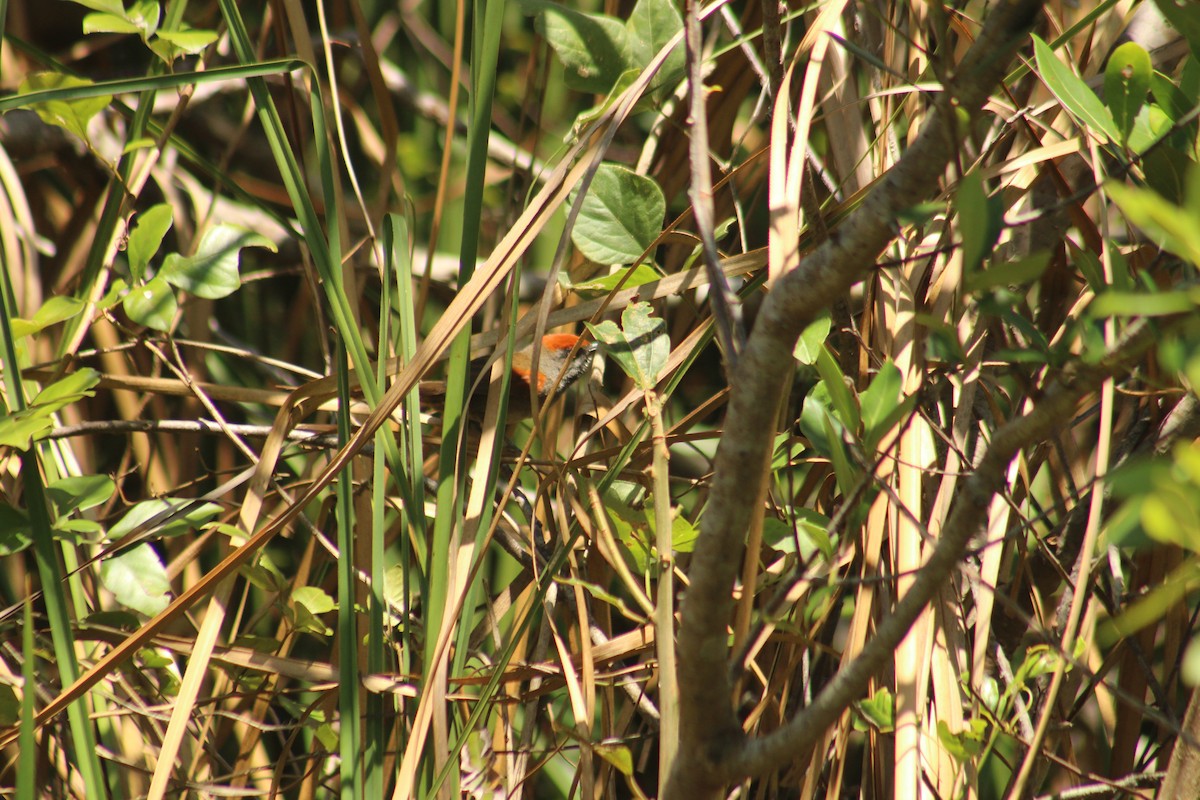 Spix's Spinetail - ML646640409