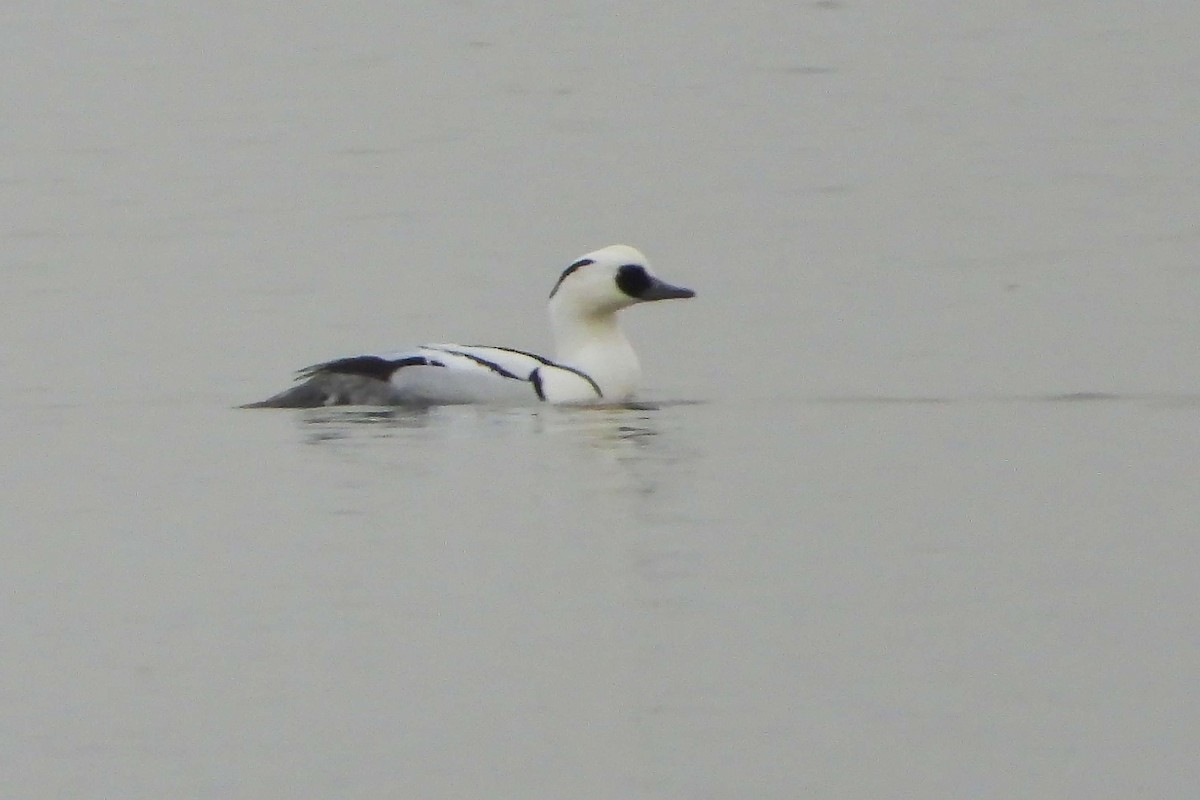 Smew - ML646640415