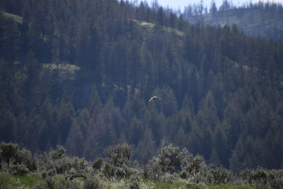 Gray Partridge - ML646640419